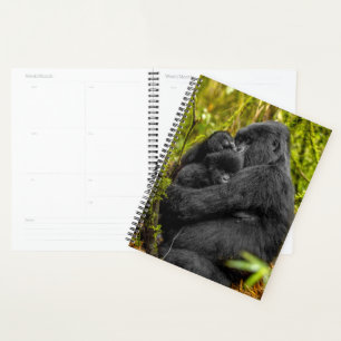 Animaux de bébés cutest Gorilla & bébé