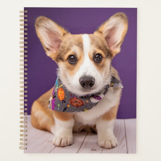 Animaux de bébés cutest | Halloween Corgi (Devant)