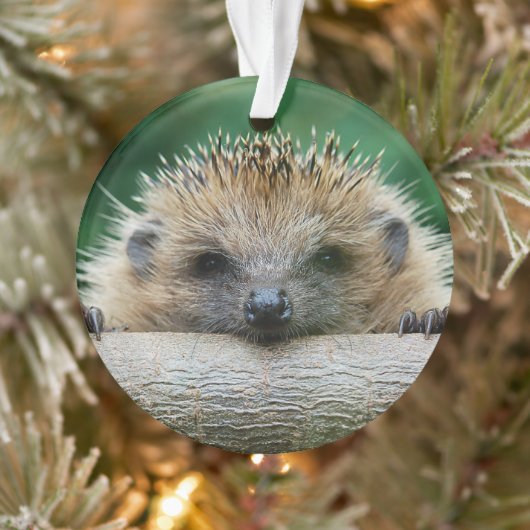 Animaux de bébés cutest | Hedgehog Smile (Arbre)