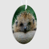 Animaux de bébés cutest | Hedgehog Smile (devant)