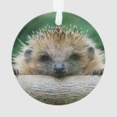 Animaux de bébés cutest | Hedgehog Smile (dos)