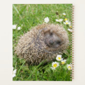 Animaux de bébés cutest | Hérisson espagnol (Dos)