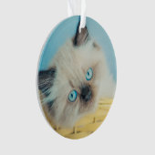 Animaux de bébés cutest | Himalaya Seal Point Cat (devant)