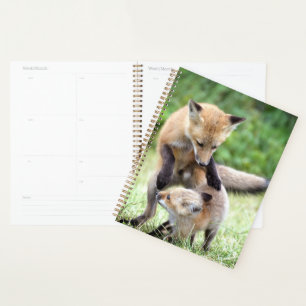 Animaux de bébés cutest Kit et maman Fox adorabl