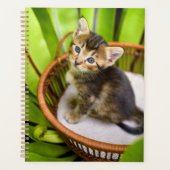 Animaux de bébés cutest | Kitten dans le panier (Devant)