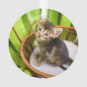 Animaux de bébés cutest | Kitten dans le panier (dos)