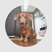 Animaux de bébés cutest | Mini chiot (devant)