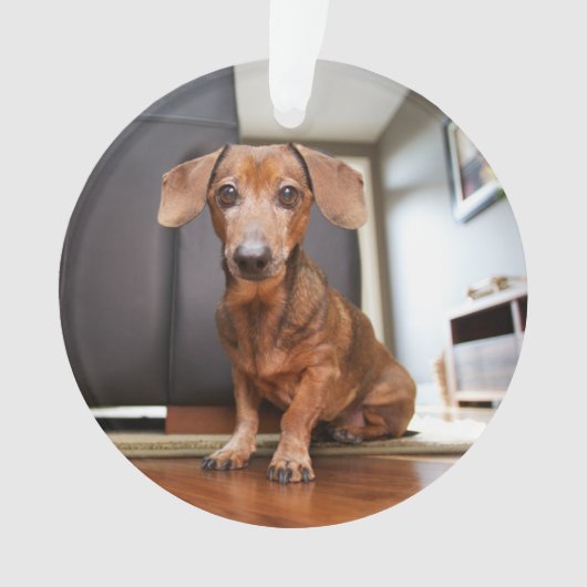 Animaux de bébés cutest | Mini chiot (devant)