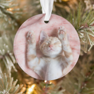 Animaux de bébés cutest   Minuscule chaton rayé or