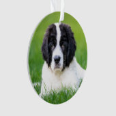 Animaux de bébés cutest | Newfoundland Puppy (devant)