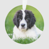 Animaux de bébés cutest | Newfoundland Puppy (devant)