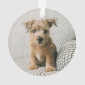 Animaux de bébés cutest | Norfolk Terrier Puppy (dos)