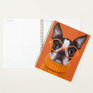 Animaux de bébés cutest Orange Boston Terrier