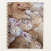 Animaux de bébés cutest | Orange Kitten Pile (Devant)