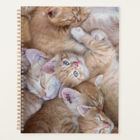 Animaux de bébés cutest | Orange Kitten Pile (Devant)