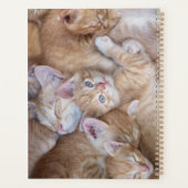 Animaux de bébés cutest | Orange Kitten Pile (Dos)