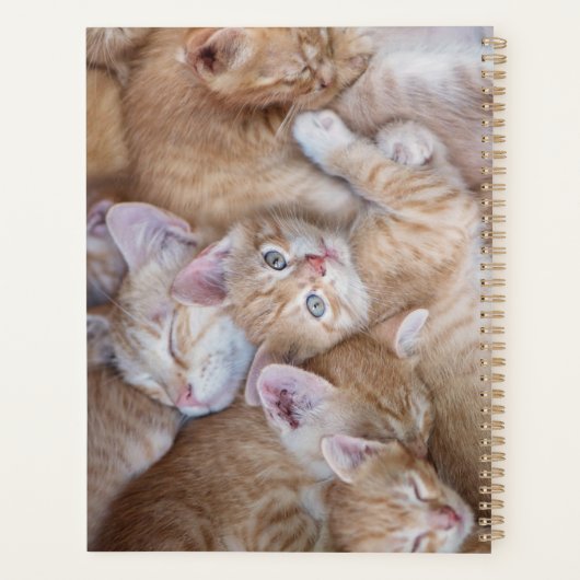 Animaux de bébés cutest | Orange Kitten Pile (Dos)