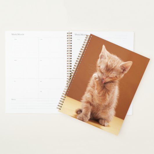 Animaux de bébés cutest | Orange Tabby Kitten (Devant avec enveloppe)