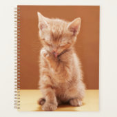 Animaux de bébés cutest | Orange Tabby Kitten (Devant)