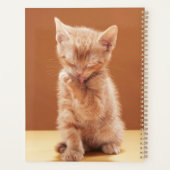 Animaux de bébés cutest | Orange Tabby Kitten (Dos)