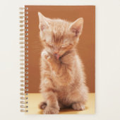 Animaux de bébés cutest | Orange Tabby Kitten (Devant)