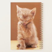 Animaux de bébés cutest | Orange Tabby Kitten (Dos)