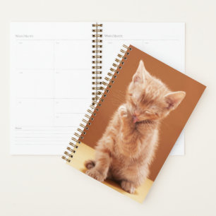 Animaux de bébés cutest   Orange Tabby Kitten
