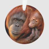 Animaux de bébés cutest | Orangutan Maman & Baby (devant)