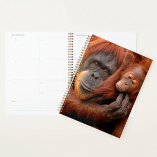 Animaux de bébés cutest Orangutan Maman & Baby