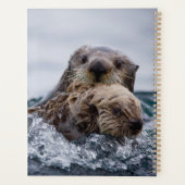 Animaux de bébés cutest | Otter Baby & Mère (Dos)