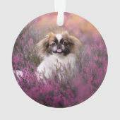 Animaux de bébés cutest | Pekingese Puppy (dos)