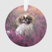 Animaux de bébés cutest | Pekingese Puppy (devant)