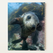 Animaux de bébés cutest | Phoque sous-marin Cape F (Dos)