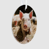 Animaux de bébés cutest | Piglet bébé mignon (devant)