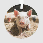 Animaux de bébés cutest | Piglet bébé mignon (dos)