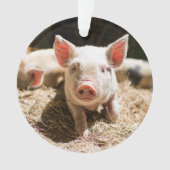 Animaux de bébés cutest | Piglet bébé mignon (devant)