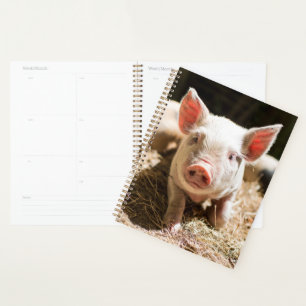 Animaux de bébés cutest   Piglet bébé mignon