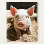 Animaux de bébés cutest | Piglet bébé mignon (Dos)