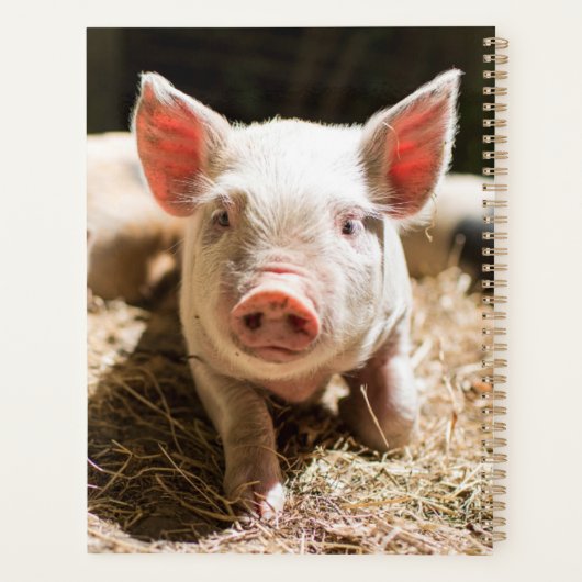 Animaux de bébés cutest | Piglet bébé mignon (Dos)