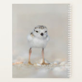 Animaux de bébés cutest | Poussette de tuyauterie (Dos)