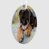 Animaux de bébés cutest | Shy Old English Bulldog (devant)