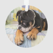 Animaux de bébés cutest | Shy Old English Bulldog (dos)