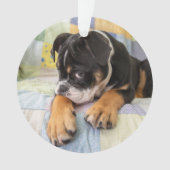 Animaux de bébés cutest | Shy Old English Bulldog (devant)