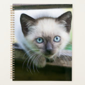 Animaux de bébés cutest | Siamese Kitten (Devant)