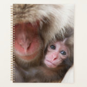 Animaux de bébés cutest | Singe des neiges (Devant)