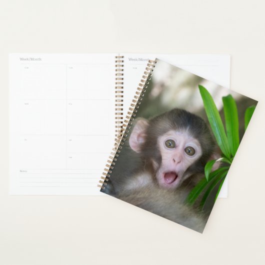 Animaux de bébés cutest | Singe des neiges surpris (Devant avec enveloppe)