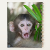 Animaux de bébés cutest | Singe des neiges surpris (Dos)