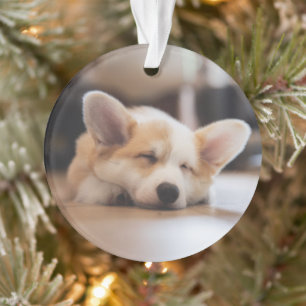 Animaux de bébés cutest Sleepy Corgi