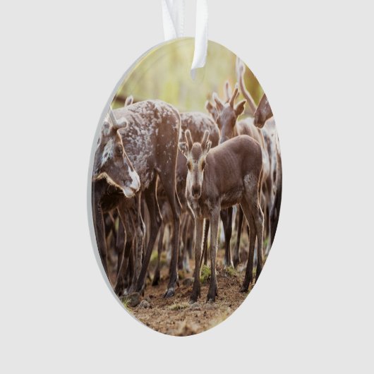 Animaux de bébés cutest | Svalbard Reindeer (devant)