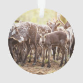 Animaux de bébés cutest | Svalbard Reindeer (dos)